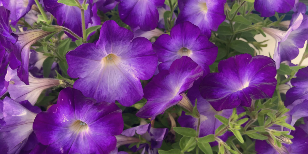 Purple Flowers